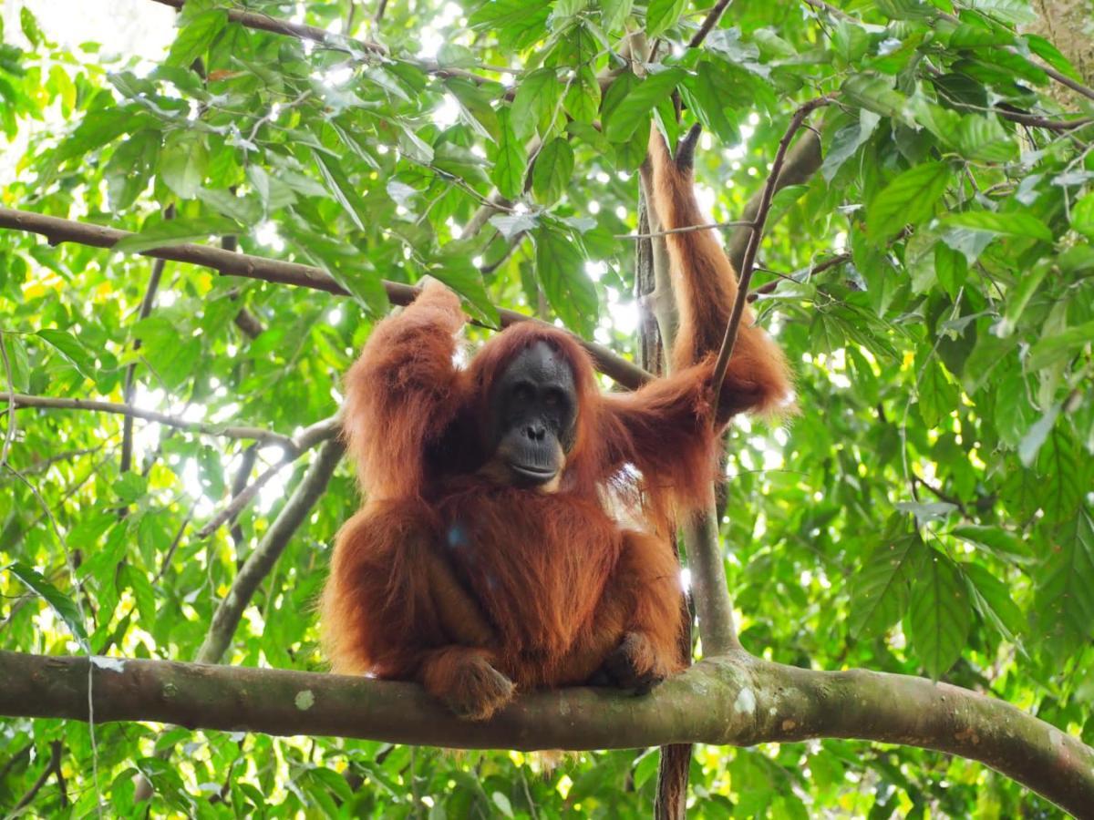 Lucky Bamboo'Bungalows-Resto And Orangutan Jungle Trekking Tours Bukit Lawang Extérieur photo