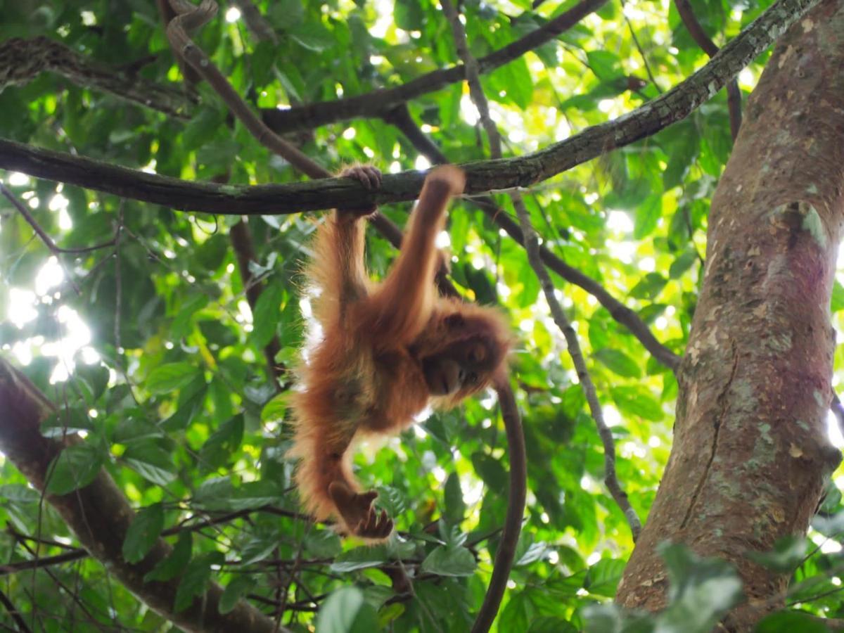 Lucky Bamboo'Bungalows-Resto And Orangutan Jungle Trekking Tours Bukit Lawang Extérieur photo