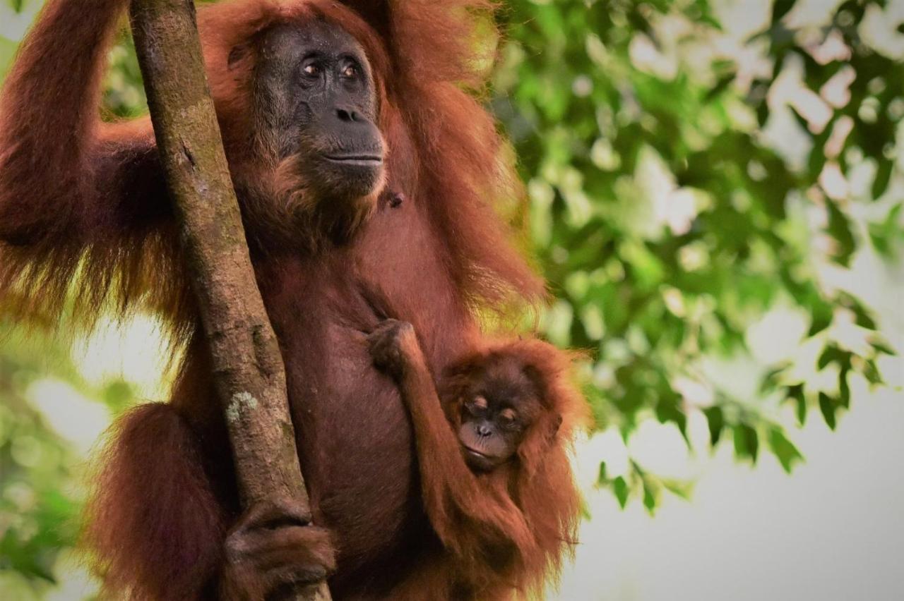 Lucky Bamboo'Bungalows-Resto And Orangutan Jungle Trekking Tours Bukit Lawang Extérieur photo