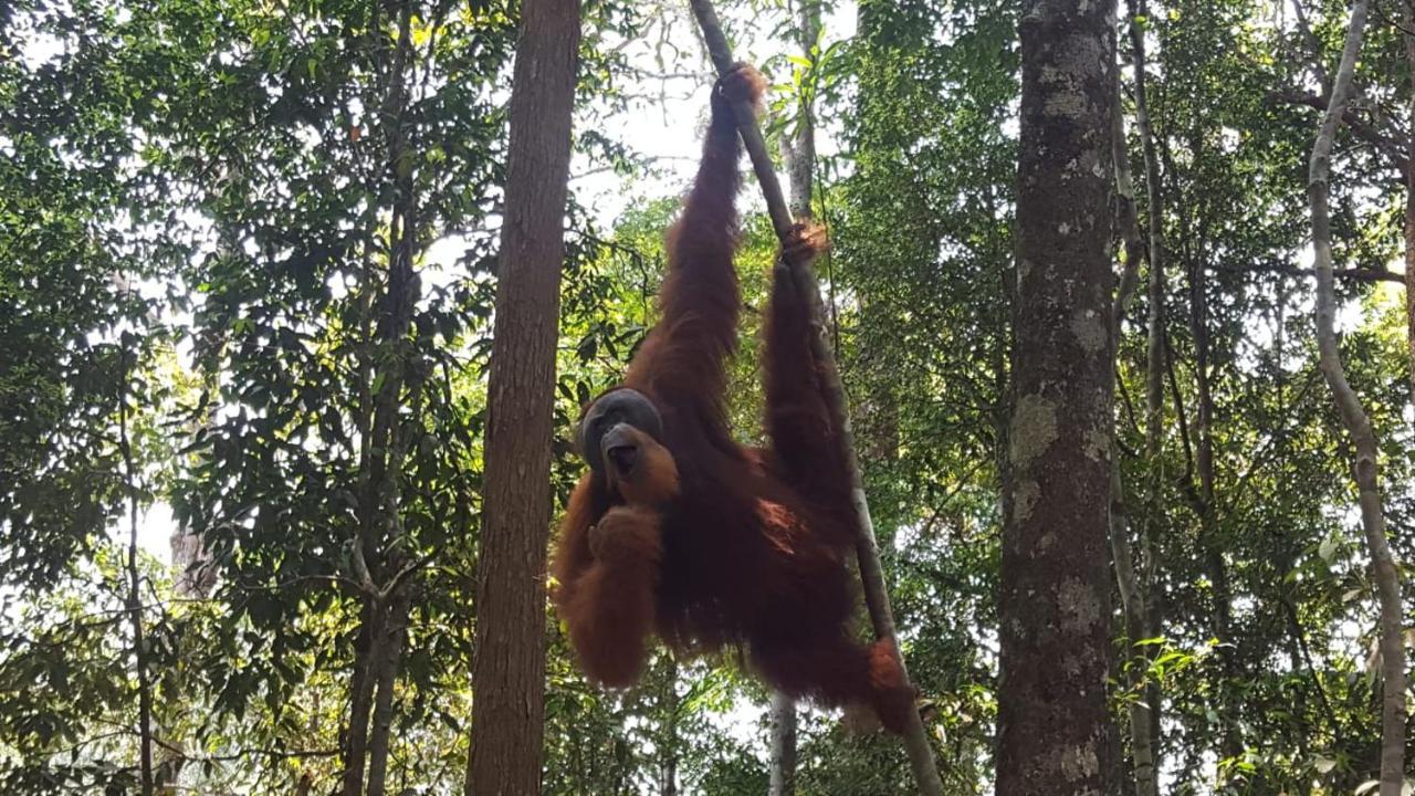 Lucky Bamboo'Bungalows-Resto And Orangutan Jungle Trekking Tours Bukit Lawang Extérieur photo