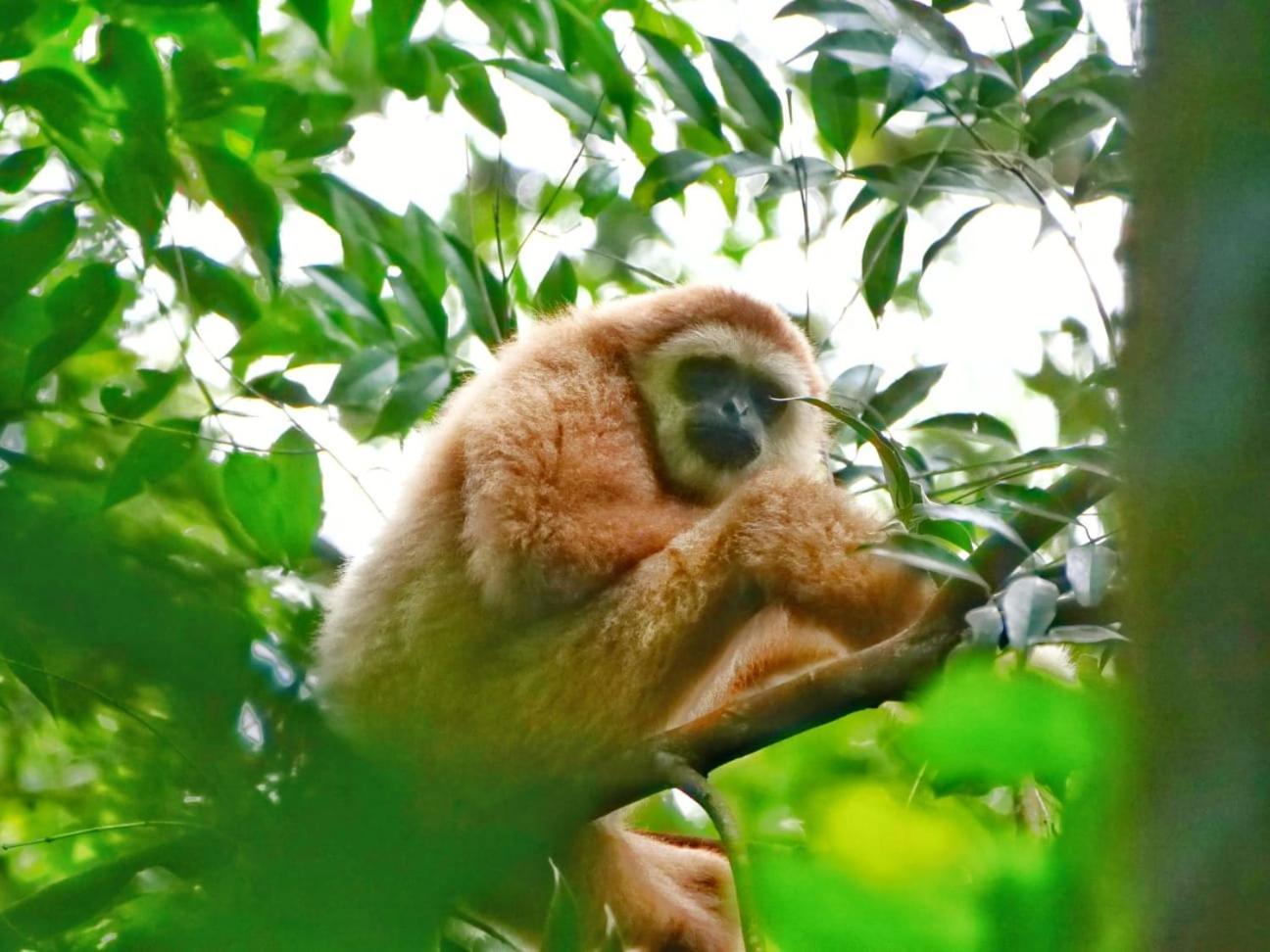 Lucky Bamboo'Bungalows-Resto And Orangutan Jungle Trekking Tours Bukit Lawang Extérieur photo