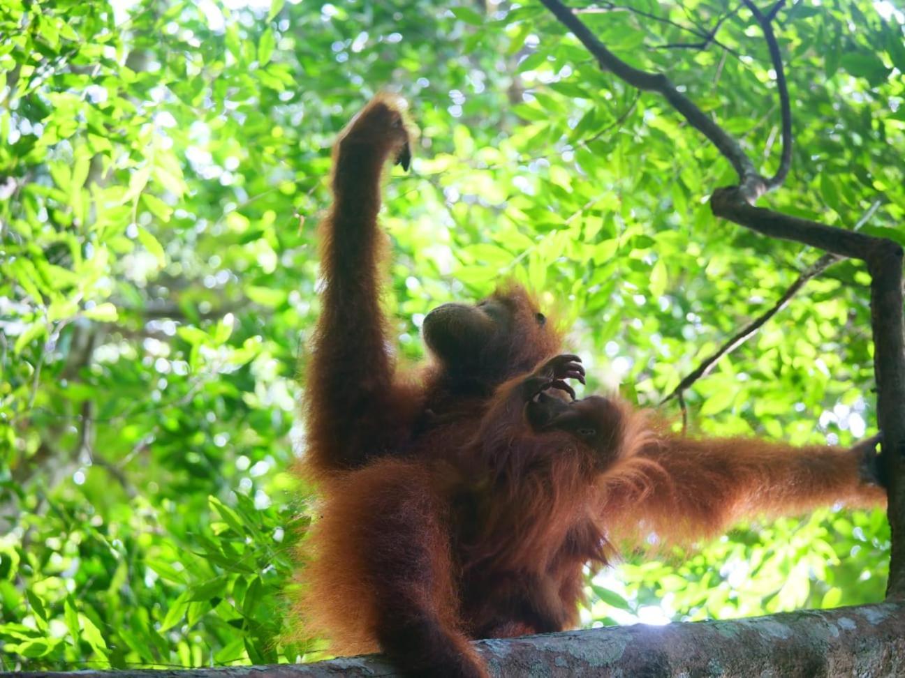 Lucky Bamboo'Bungalows-Resto And Orangutan Jungle Trekking Tours Bukit Lawang Extérieur photo
