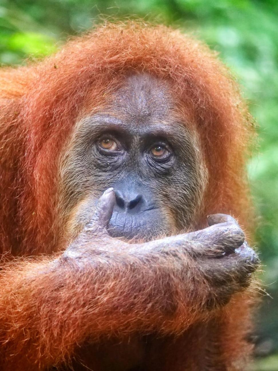 Lucky Bamboo'Bungalows-Resto And Orangutan Jungle Trekking Tours Bukit Lawang Extérieur photo